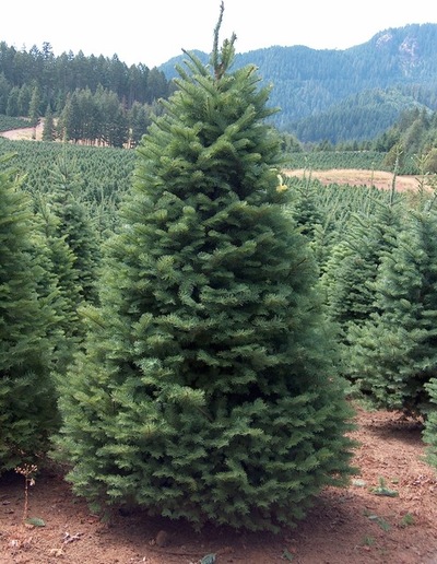 example of christmas_tree