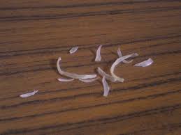 example of nail_clippings