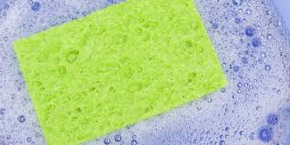 example of sponges